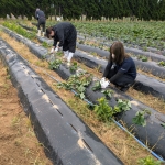 西浜芋の苗植え