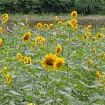 常夏のひまわり